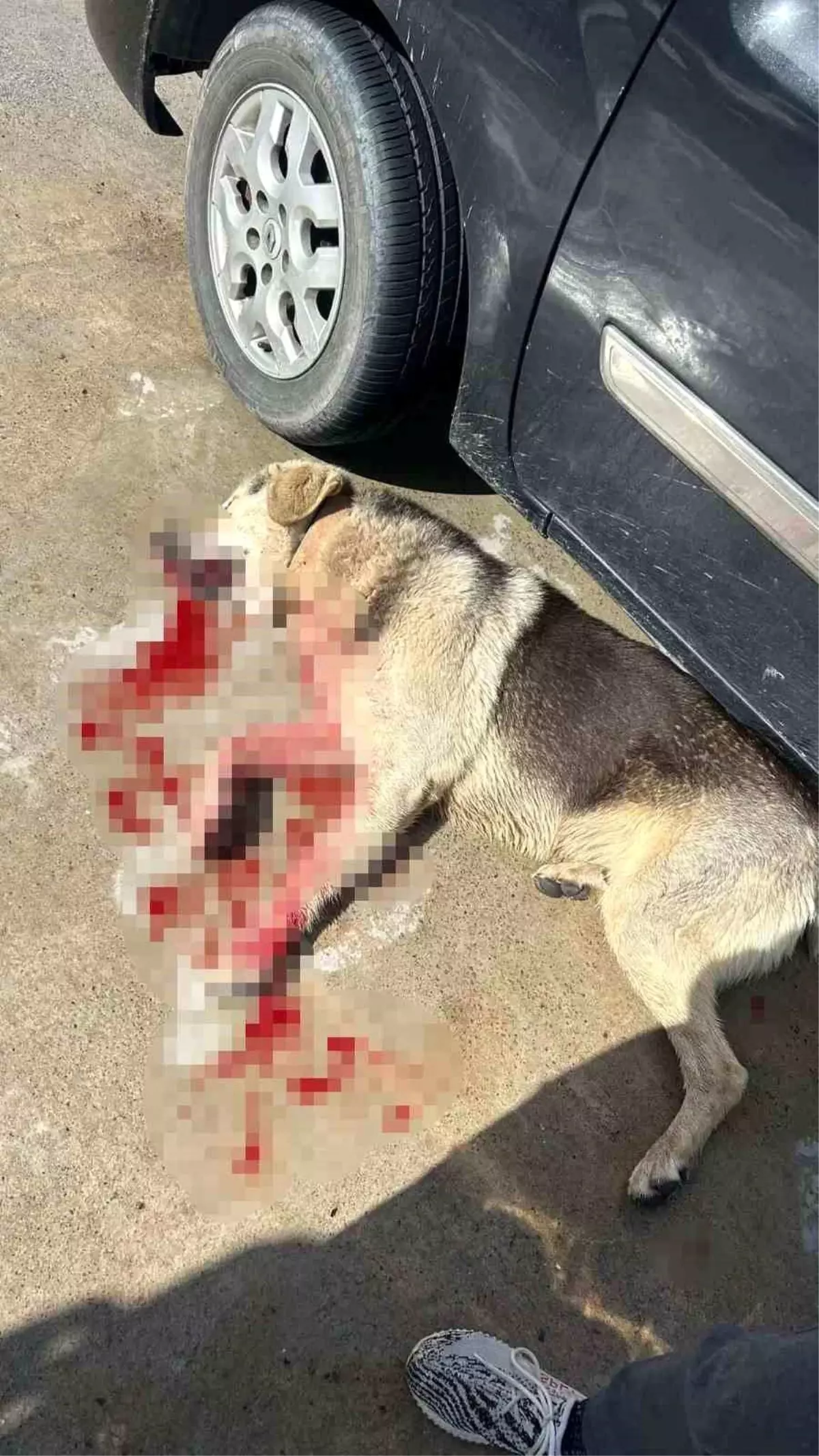 Köpekleri vuran restoran işletmecisi tutuklandı