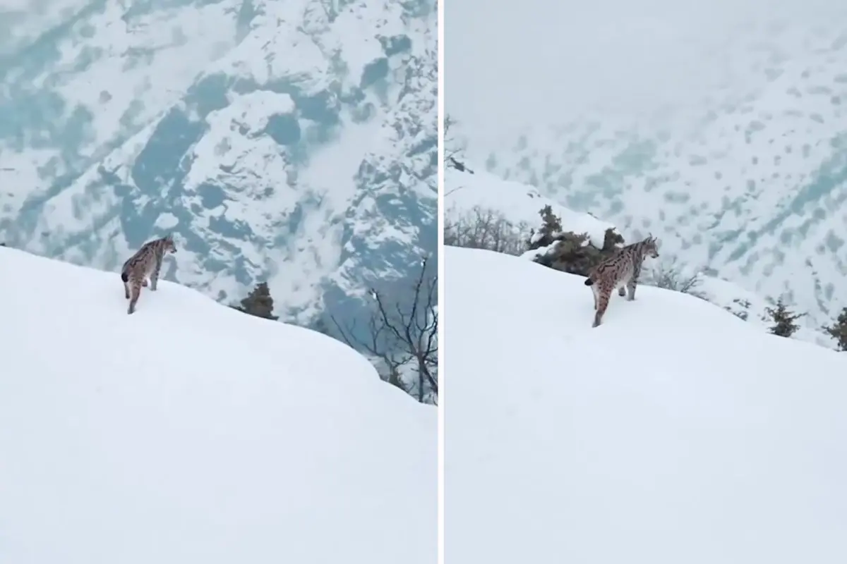 Tunceli\'de karlı vadiyi izleyen vaşağın görüntüleri nefes kesti
