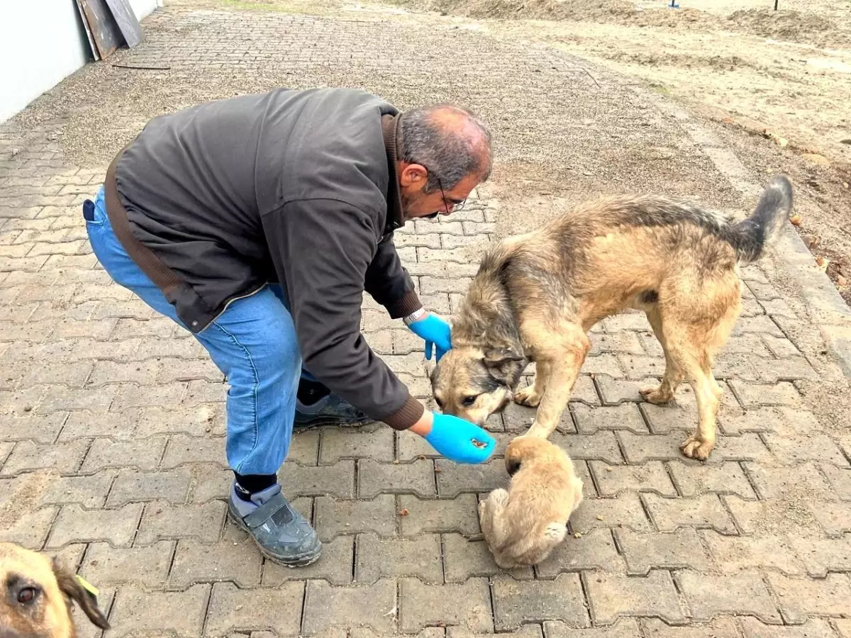 Yemek artıkları mamaya dönüşüyor