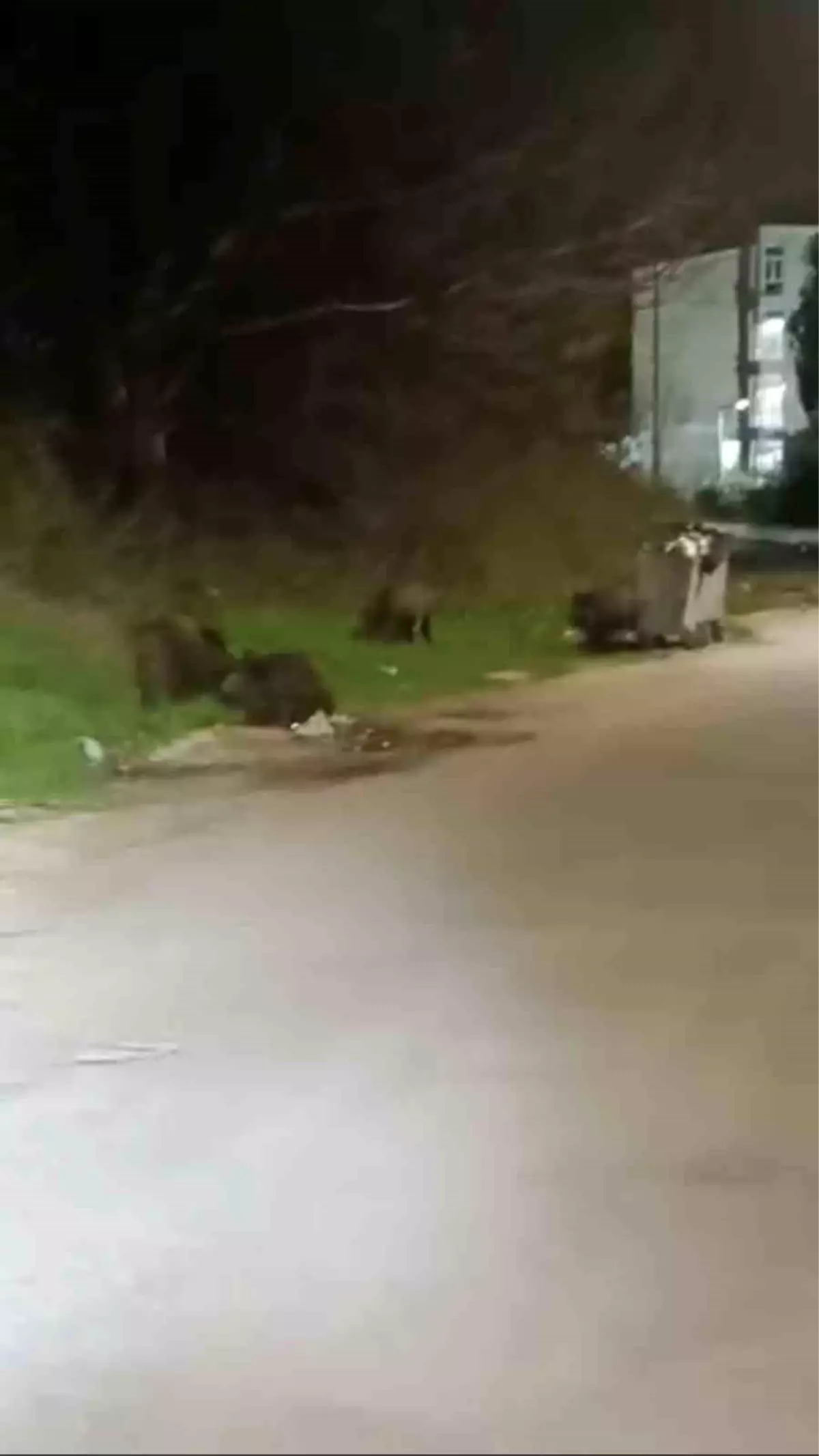 Bursa\'da Gece Domuz Sürüsü Mahalleye İndi