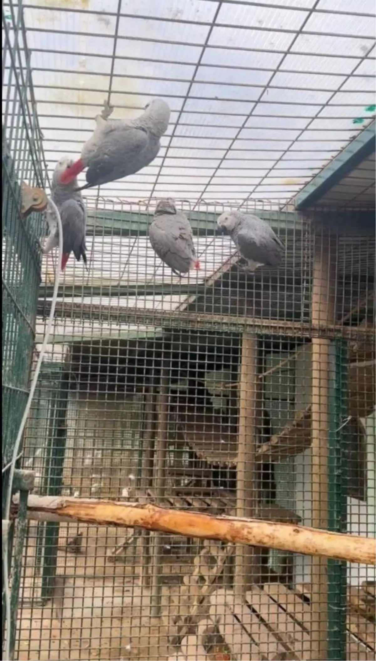 İstanbul Havalimanı\'nda 20 Afrikalı Papağan Yakalandı