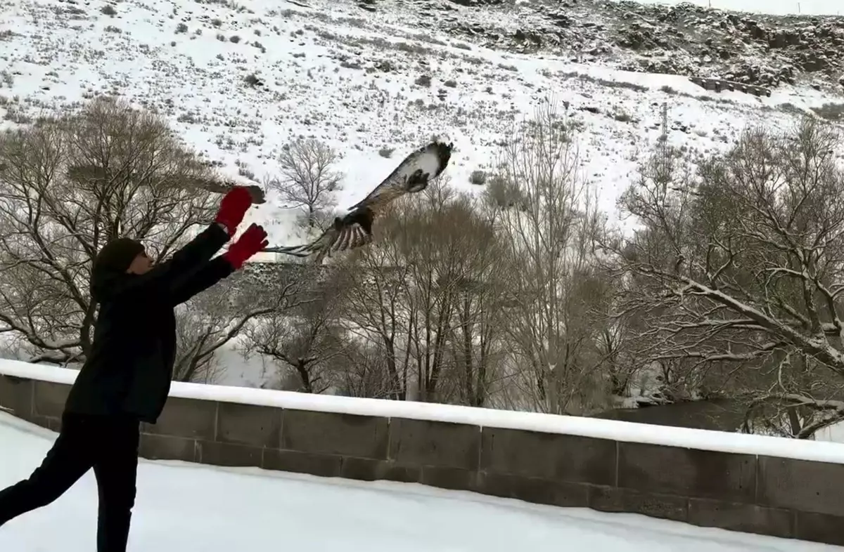 Yaralı Şahinler Özgürlüğüne Kavuştu