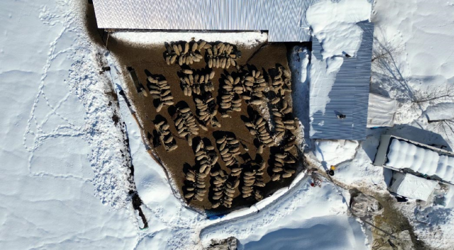 Köyüne döndü; 100 koyunu 4 yılda 680'e çıkardı