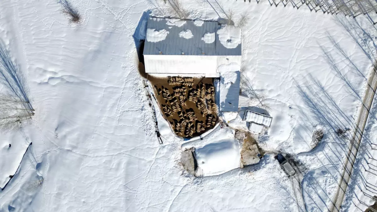 Köye Dönüşle Koyun Sayısını 680\'e Çıkardı