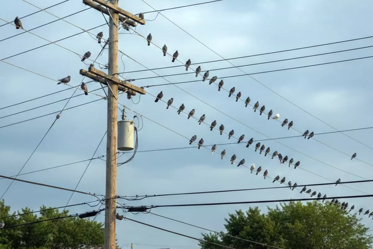 Polonya\'nın Krakow kentinde güvercinlere "doğum kontrolü" uygulanacak