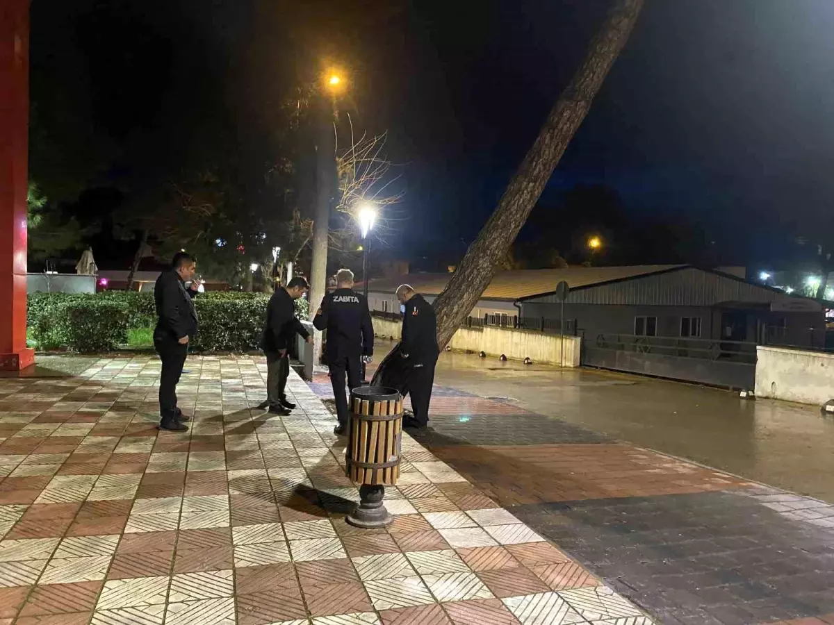 Yarım asırlık çam ağacı fırtınaya dayanamadı