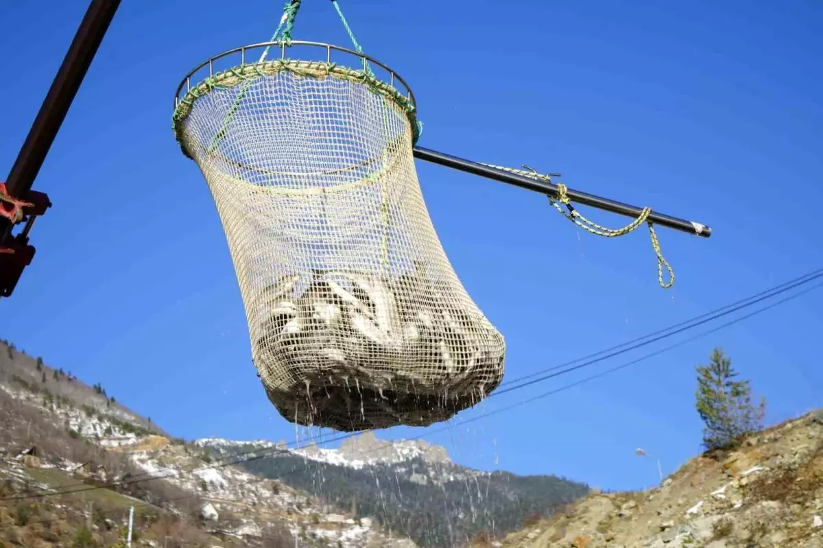 Gümüşhane\'de Alabalık Üretimi Artıyor