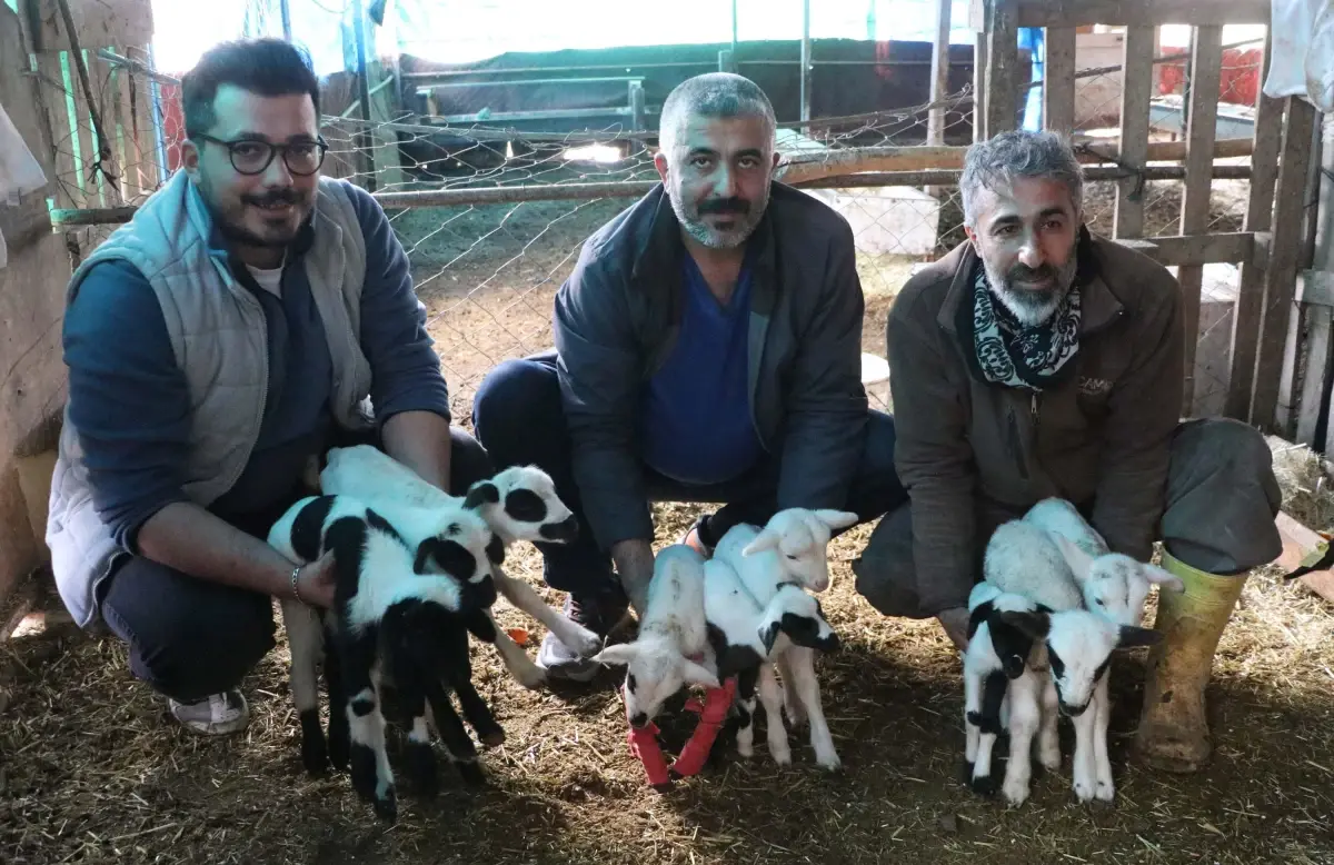 Pamukkale\'de Koyun 9 Yavru Doğurdu