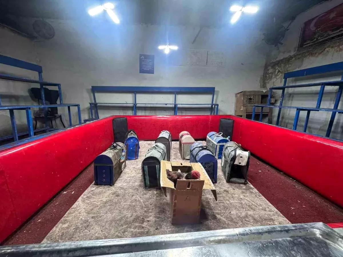 Adana\'da Kumar Baskını: Horozlar Ringde Kavga Etti