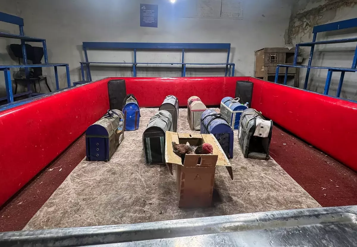 Adana\'da Horoz Dövüşü Operasyonu