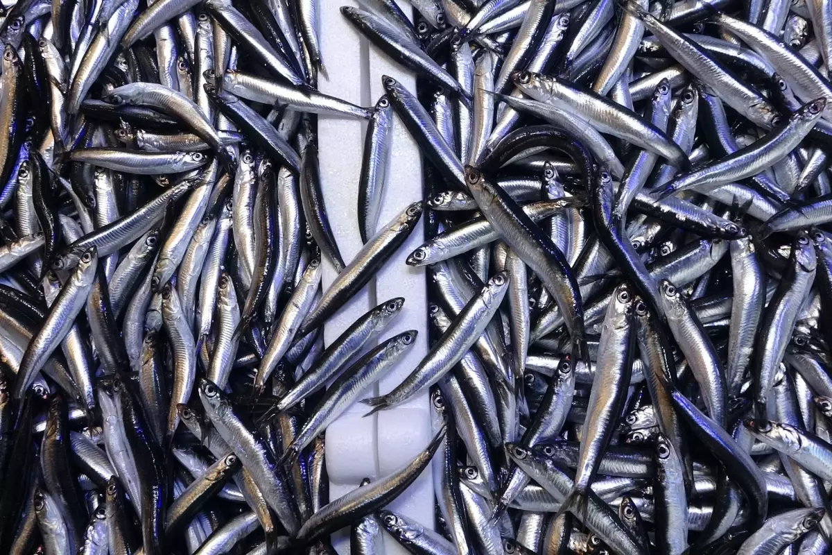 Hamsinin tahtını devirdi! İşte sofralarda en çok yenen balık