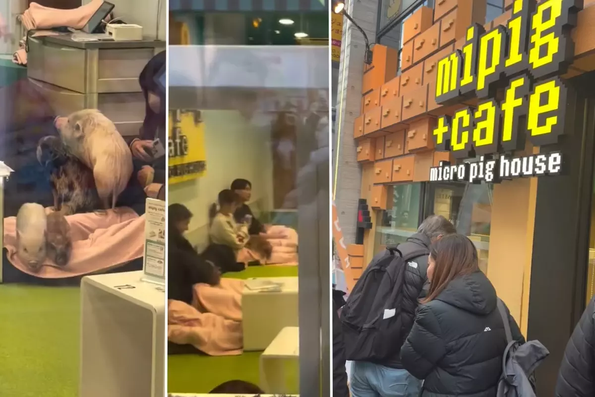 Japonya\'da bir Türk\'ün şaşkınlığı: Domuzlarla kahve keyfi