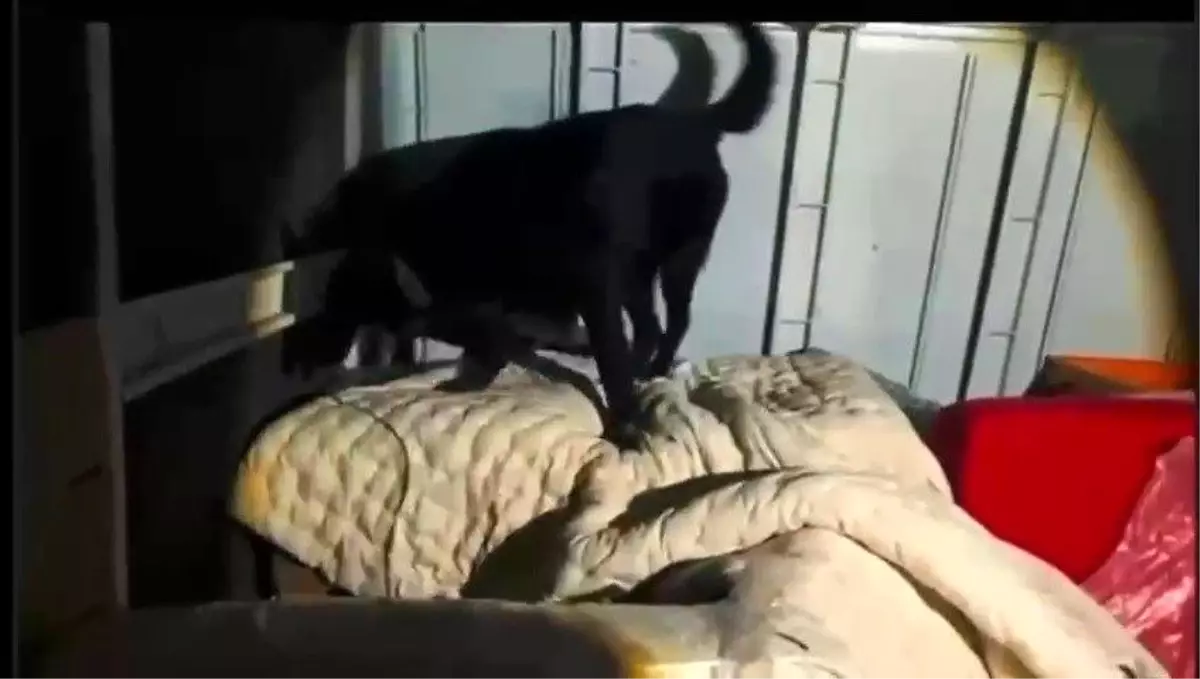 Hatay\'da 11 Kilo Skunk Ele Geçirildi