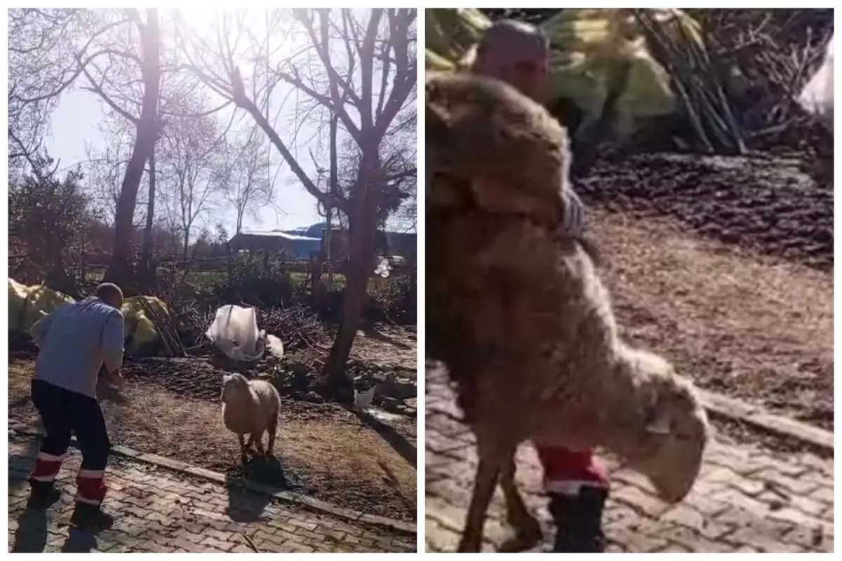 Koçla güreşti, sosyal medyayı salladı! Gençlere ilham olacak