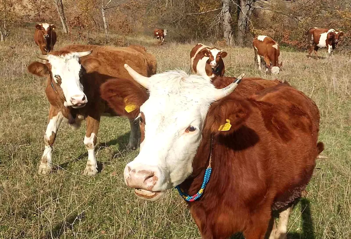 Şap Aşısı Zorunlu!