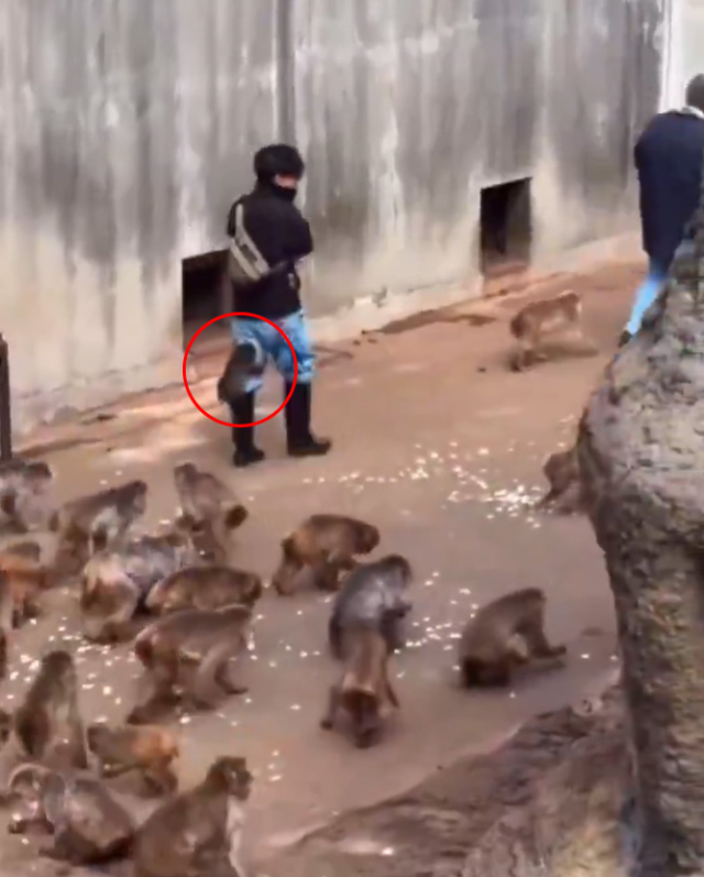 Yavru maymun Punch'ın son görüntüsü izleyenleri üzdü