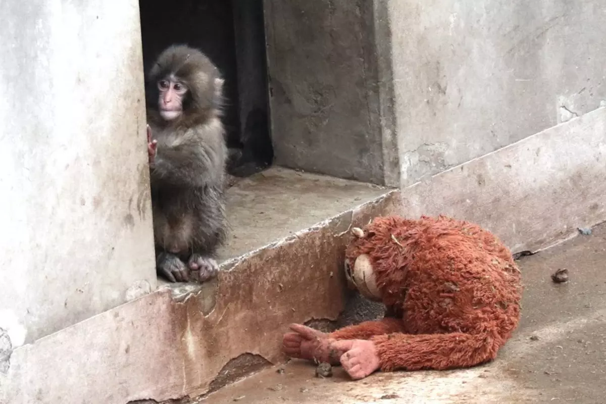 Yavru maymun Punch\'ın son görüntüsü izleyenleri üzdü