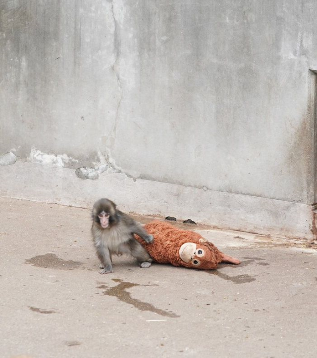 Yavru maymun Punch'ın son görüntüsü izleyenleri üzdü