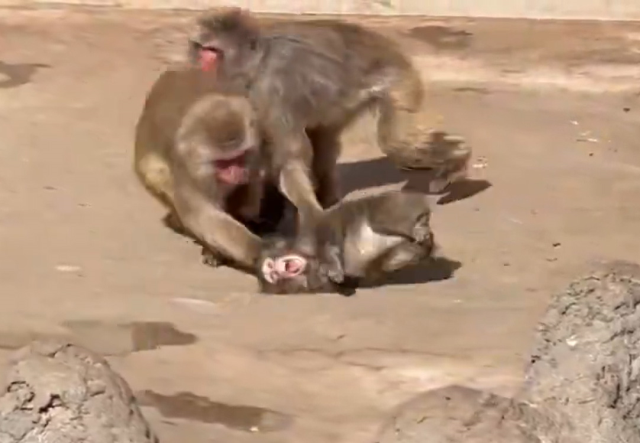 Yavru maymun Punch'ın son görüntüsü izleyenleri üzdü