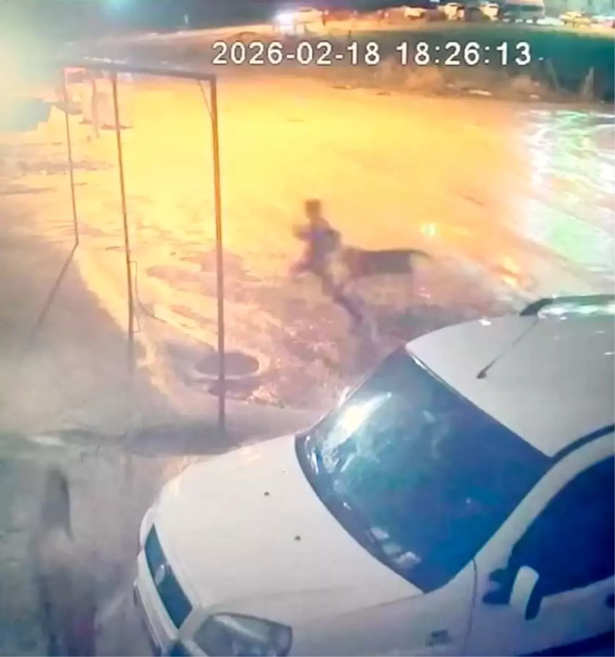 Adıyaman\'da Çocuk Köpek Saldırısına Uğradı