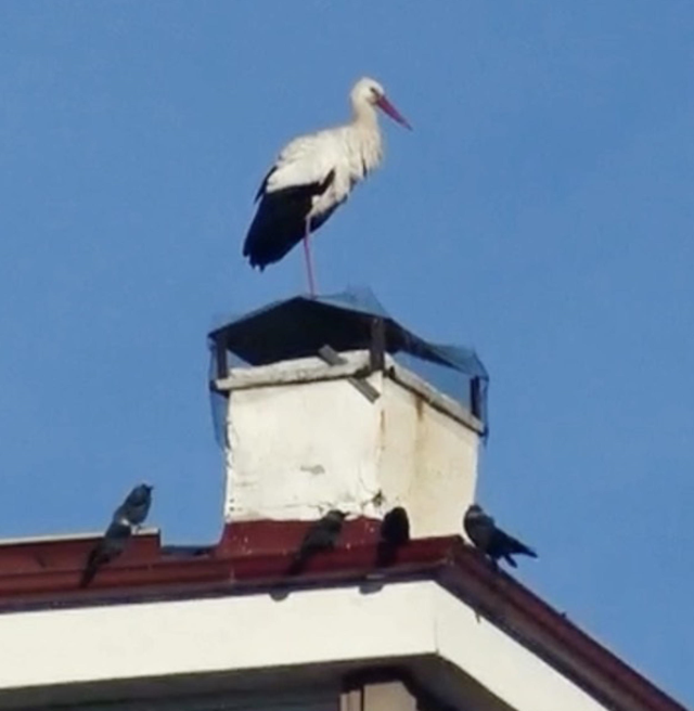 'Baharın müjdecisi' leylekler erken geldi 'Baharın müjdecisi' leylekler erken geldi