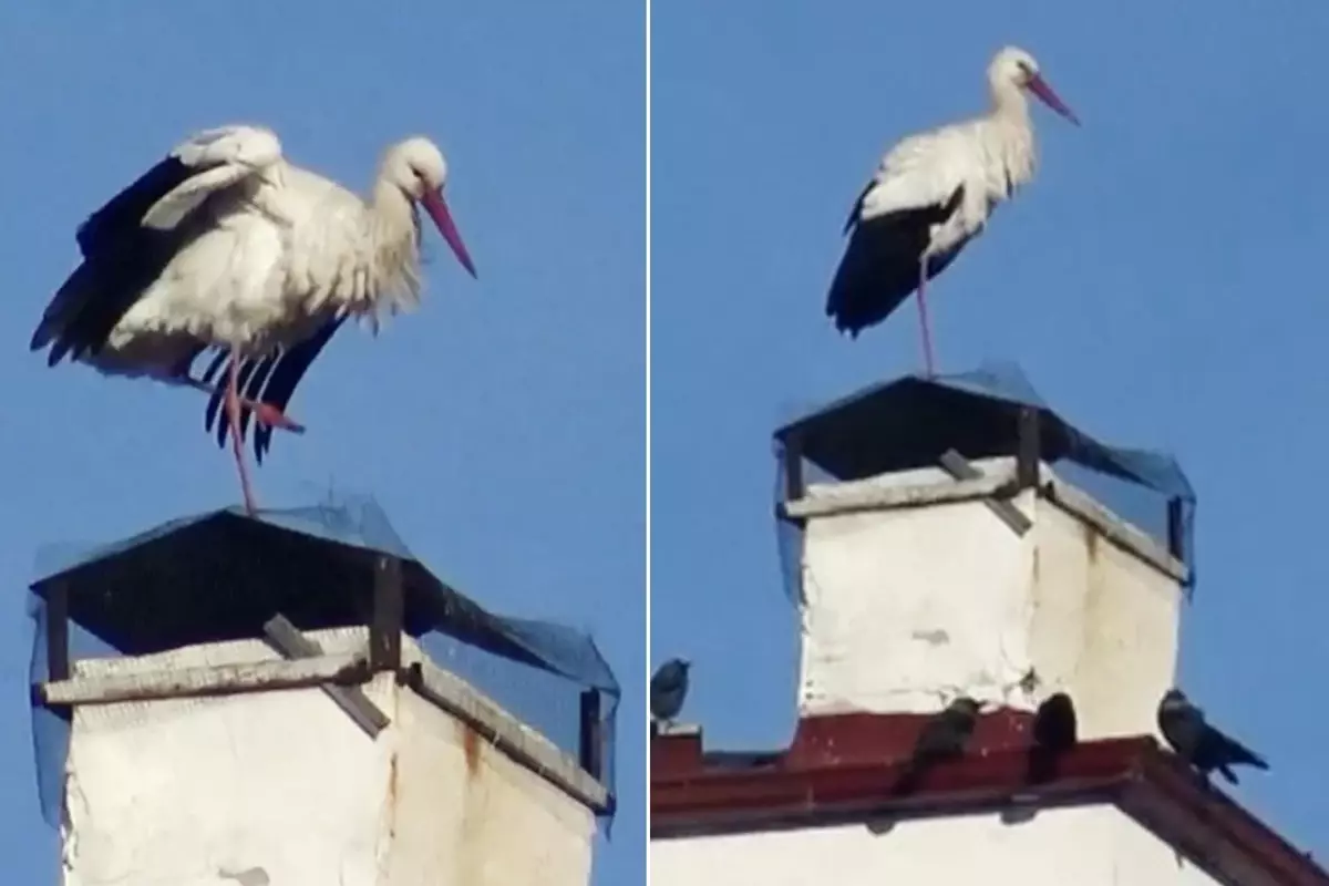 "Baharın müjdecisi" leylekler erken geldi