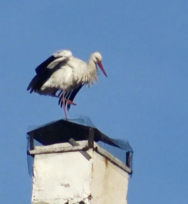 'Baharın müjdecisi' leylekler erken geldi 'Baharın müjdecisi' leylekler erken geldi