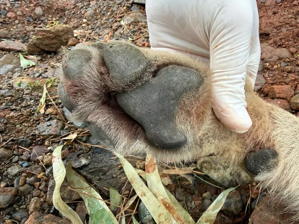 Fethiye\'de Ölen Kurt Genetik Araştırmaya Dahil Edildi