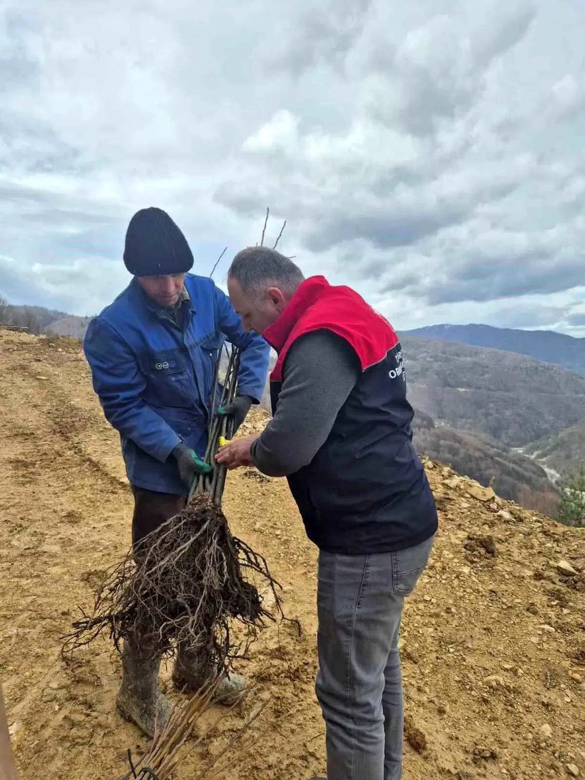 Düzce\'de Kestane Fidanları Dikiliyor
