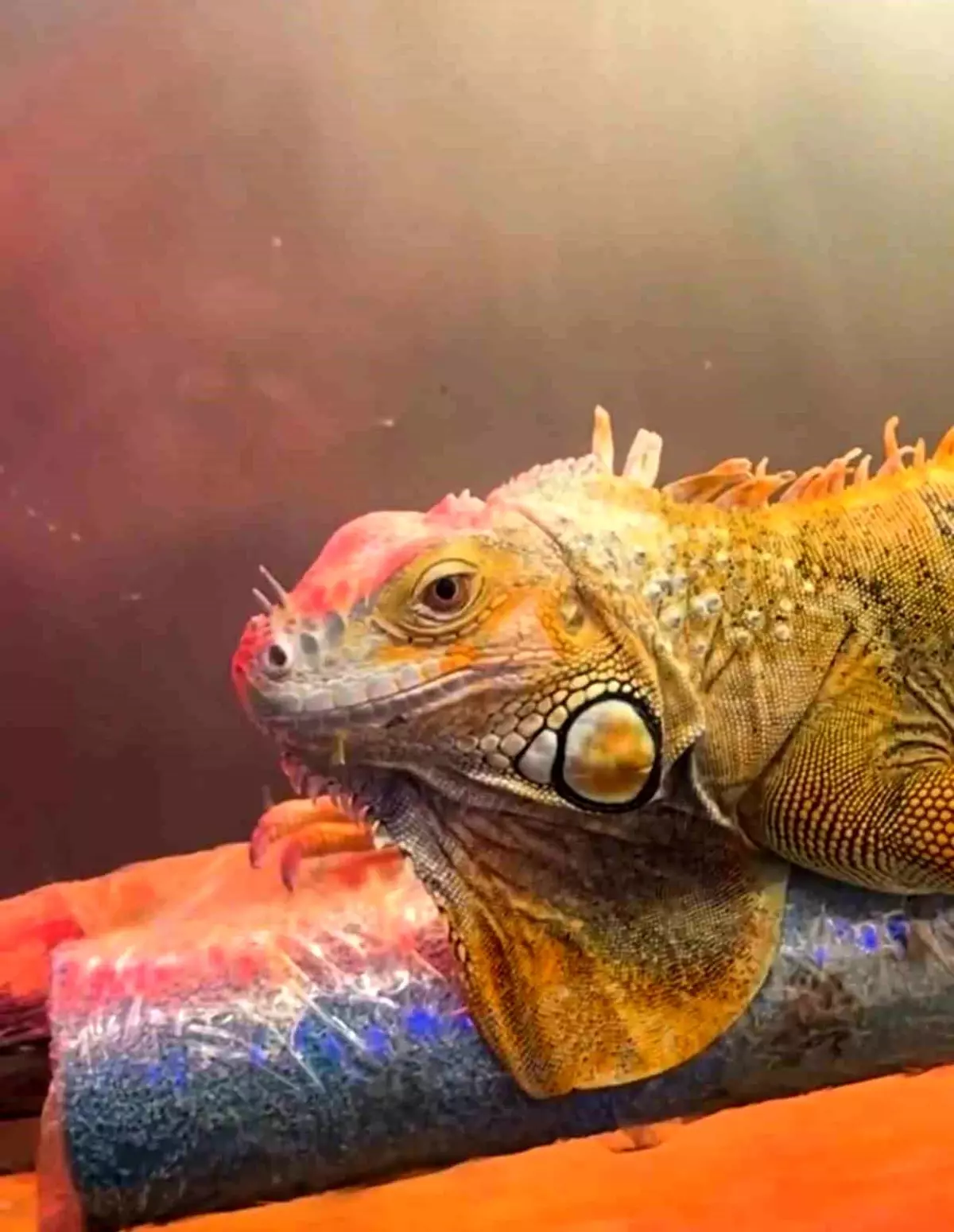 Samsun\'da Koruma Altındaki Hayvanlar Ele Geçirildi