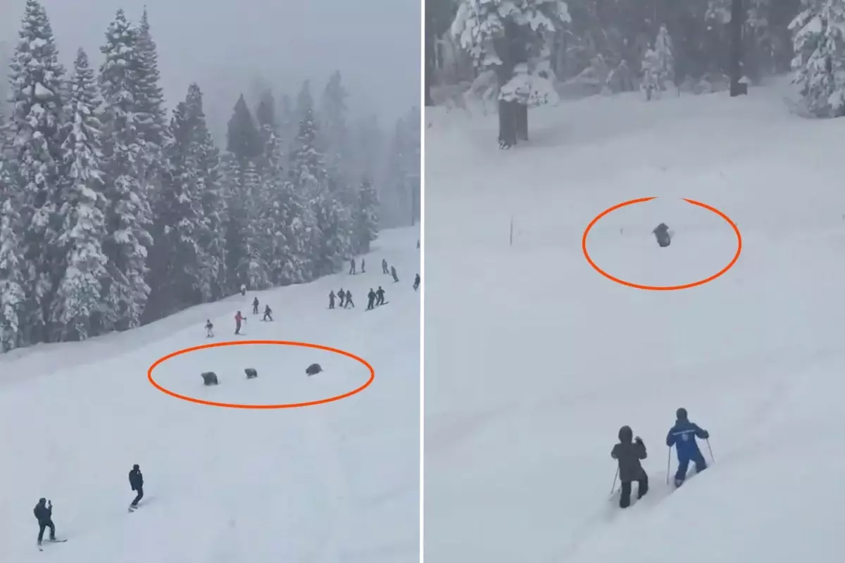 Pistte panik anları: Kayakçıların arasından üç ayı geçti