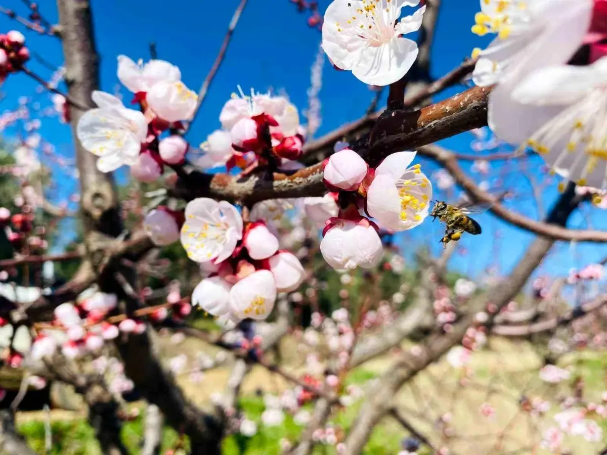 Üreticilere Monilya Uyarısı