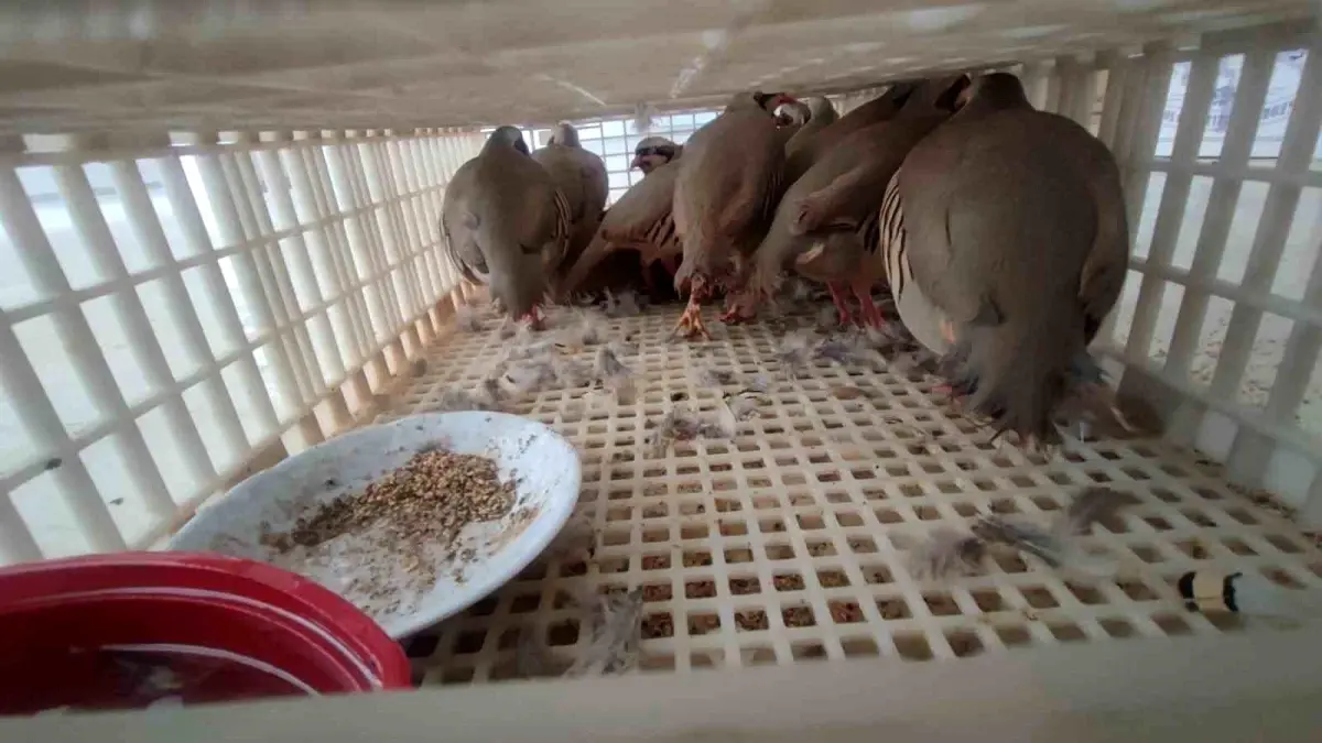 Şırnak'ta 40 adet kanatlı hayvan ele geçirildi