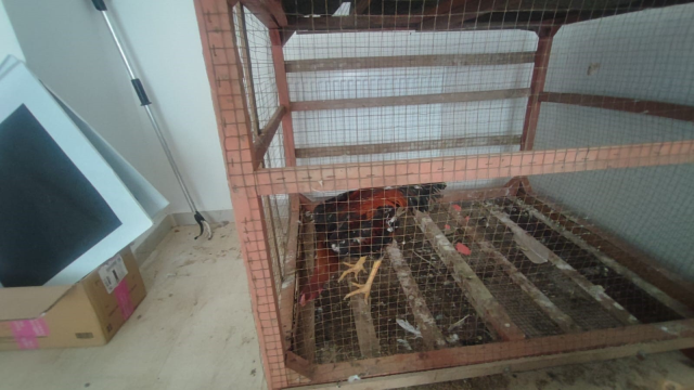 Şırnak'ta 40 adet kanatlı hayvan ele geçirildi