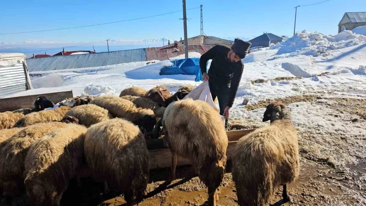 Adilcevaz\'da Besiciler Zorlu Şartlarla Mücadele Ediyor