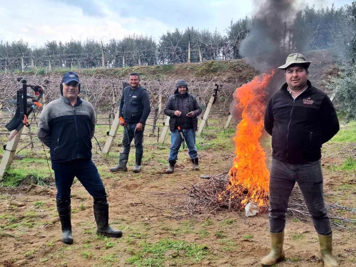 Sarıgöl\'de Soğukta Budama Devam Ediyor