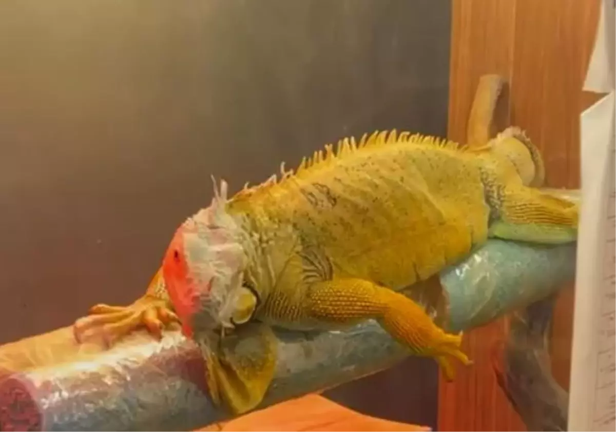 Samsun\'da Kaçak Hayvan Operasyonu