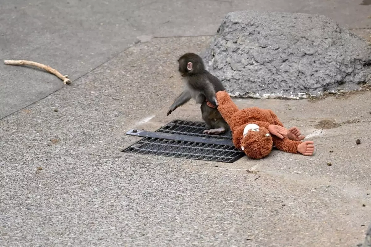 \'\'Punch\'ın annesi\'\' Türkiye\'de satışa çıkarıldı! İşte almak isteyenin ödeyeceği para