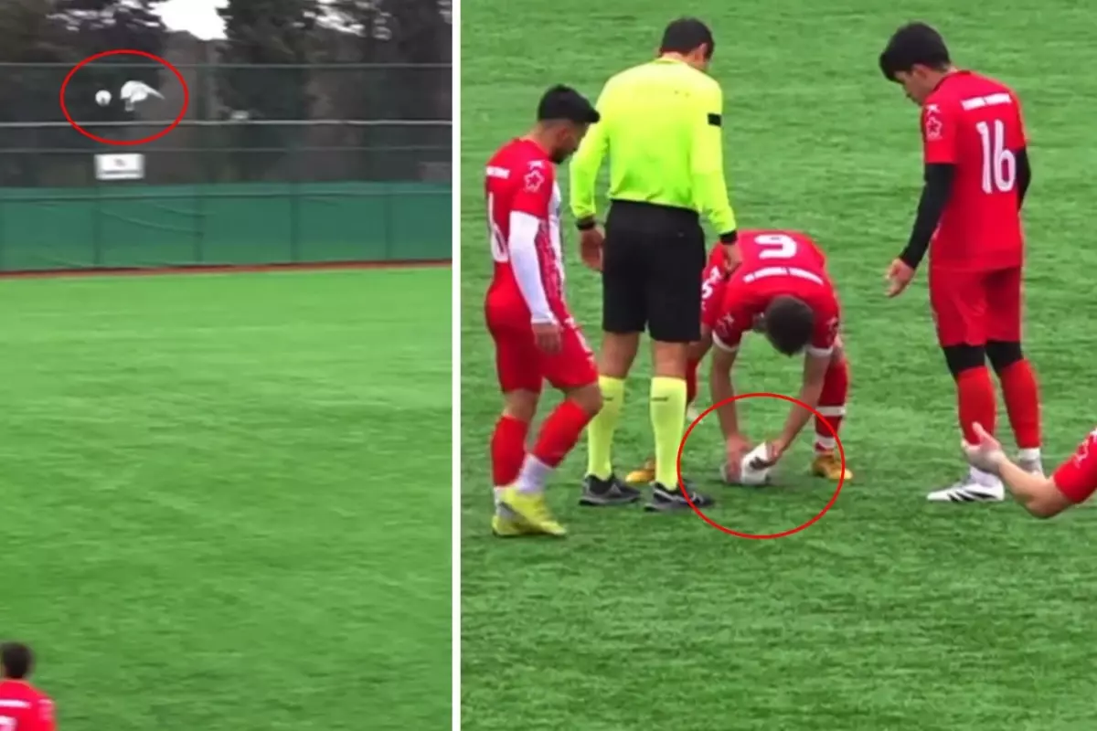 Sahalarda eşi benzeri görülmemiş olay! Top çarpan hayvanı kalp masajıyla hayata döndürdü