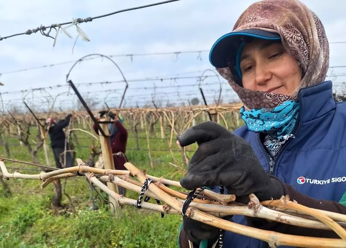 Sarıgöl\'de Üzüm Bağlarında Yoğun Çalışma