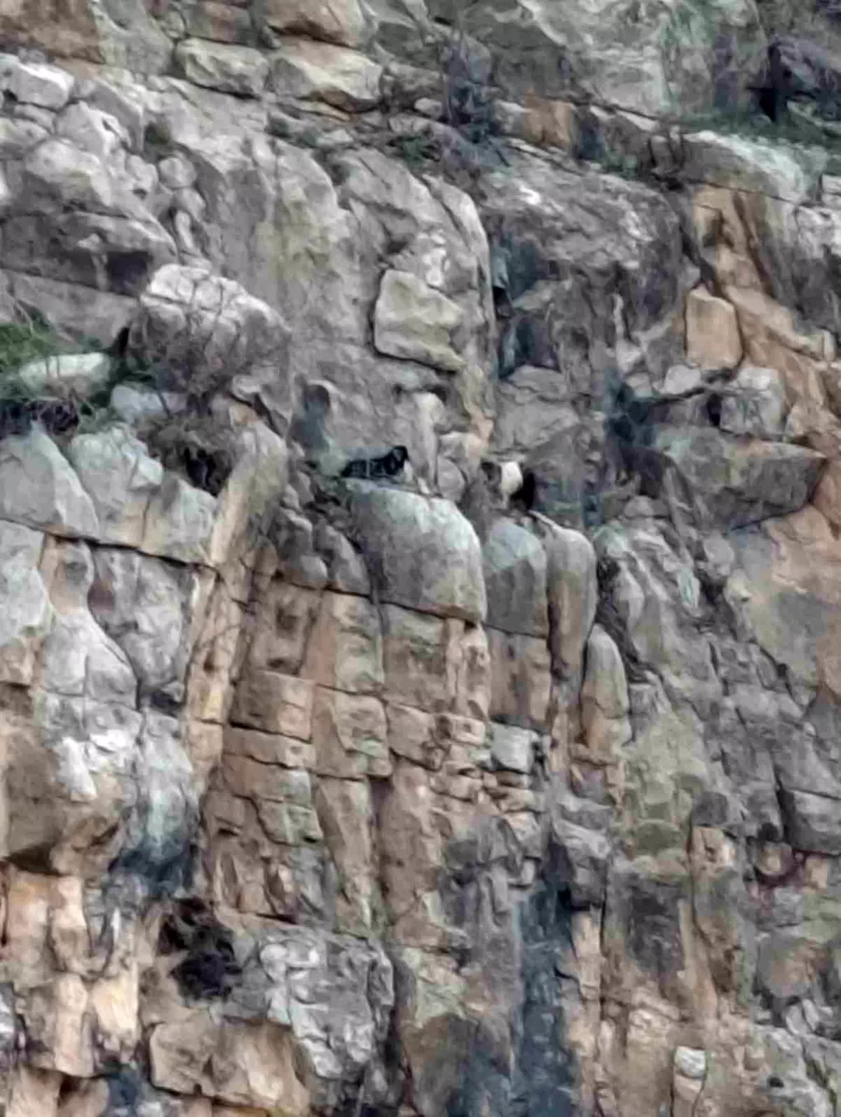 Eruh\'ta Mahsur Kalan Keçiler Kurtarıldı