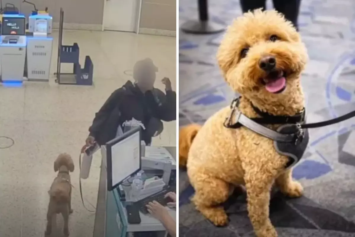 Uçağa alınmayınca köpeğini havalimanında bırakan yolcu tutuklandı