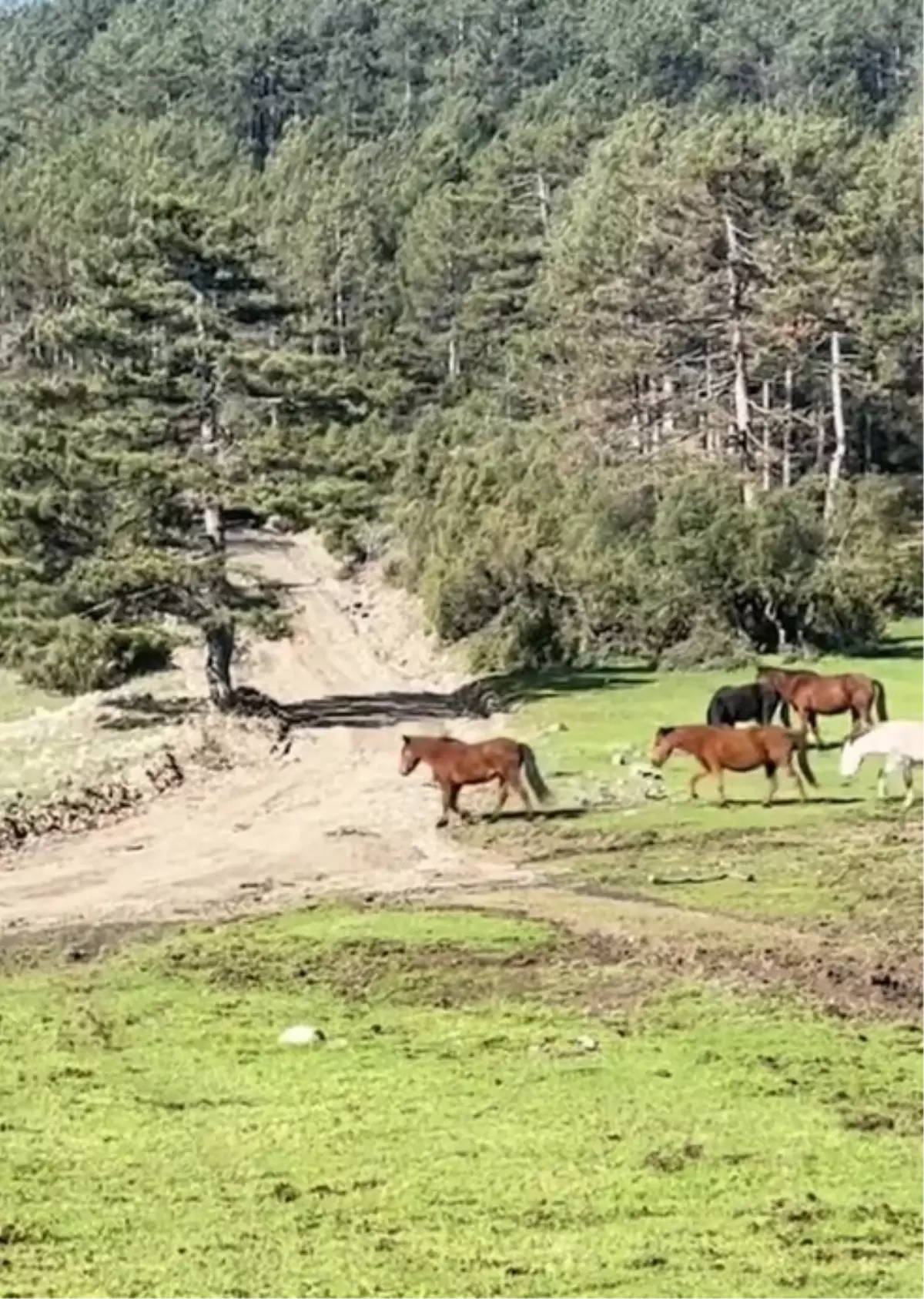Yılkı Atları Uludağ\'da Görüntülendi