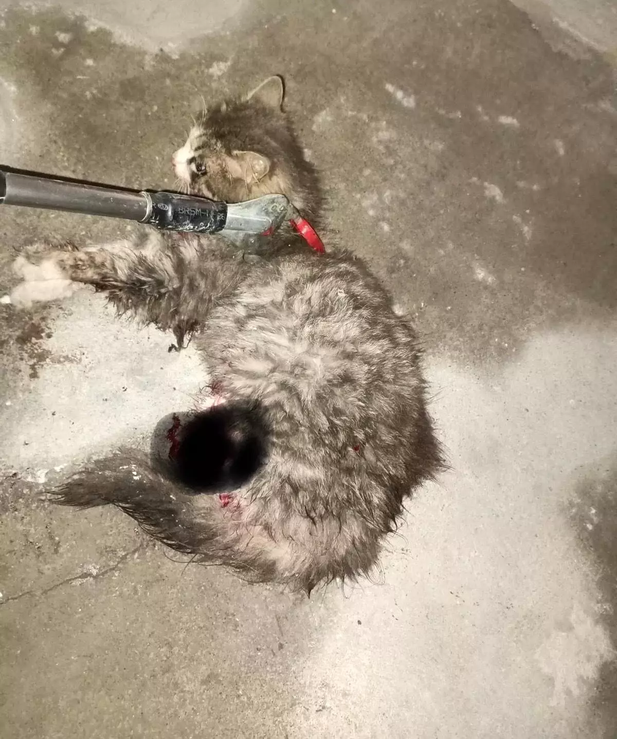 Ayvacık\'ta otomobilde sıkışan kedi kurtarıldı