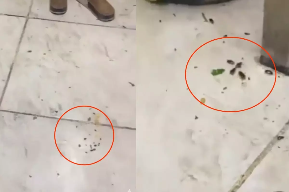 Her gün yüzlerce kişinin gittiği restoranda mide bulandıran görüntüler