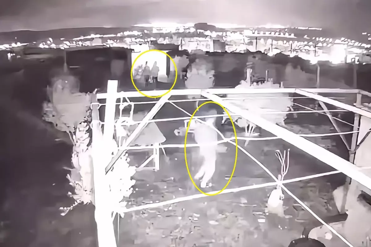 Hobi bahçesine giren 3 çocuk, 25 güvercini çalıp kaçtı