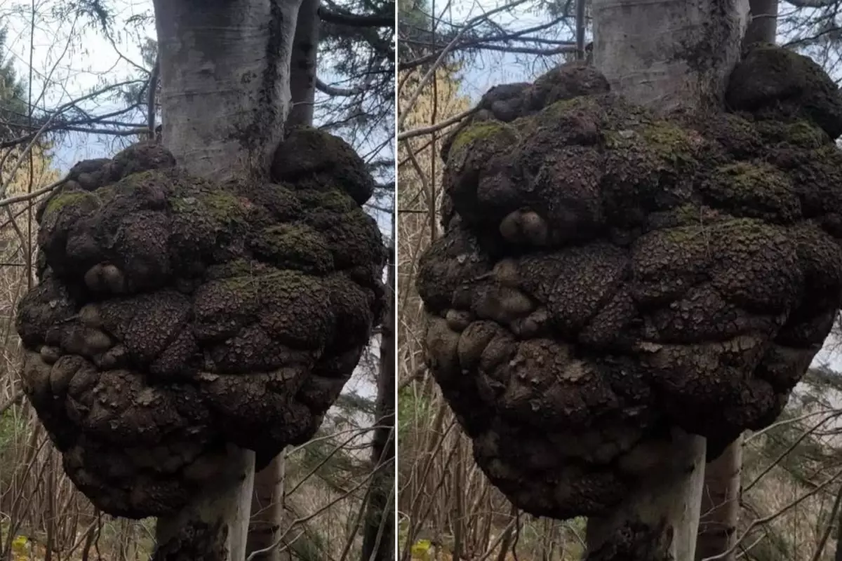 Ormanda gezen avcı fark etti! Değeri altınla yarışıyor, büyüklüğü inanılmaz