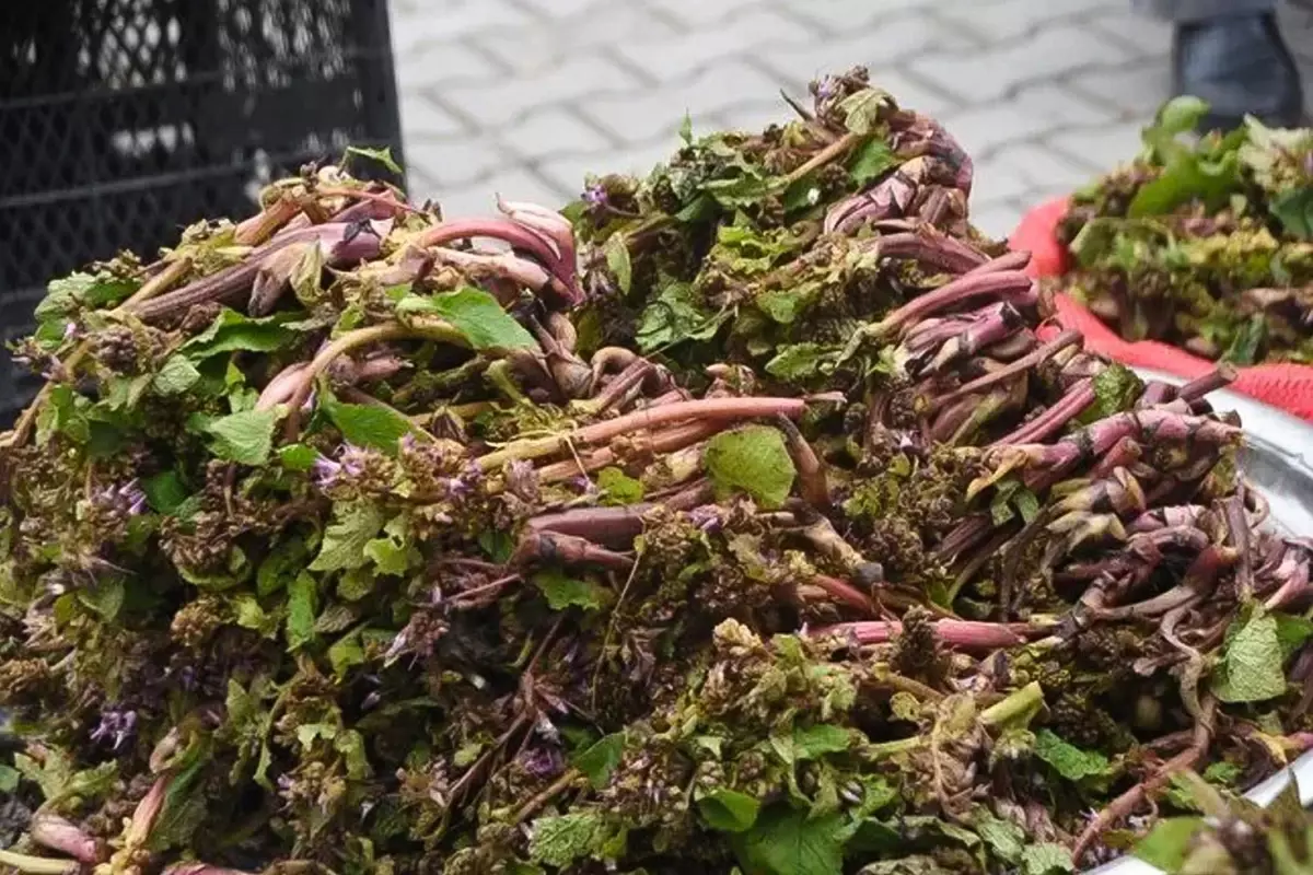 Savaşa giden askerler kullanırmış! Faydaları saymakla bitmiyor