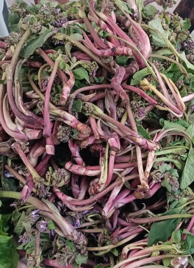 Savaşa giden askerler kullanırmış! Faydaları saymakla bitmiyor Savaşa giden askerler kullanırmış! Faydaları saymakla bitmiyor