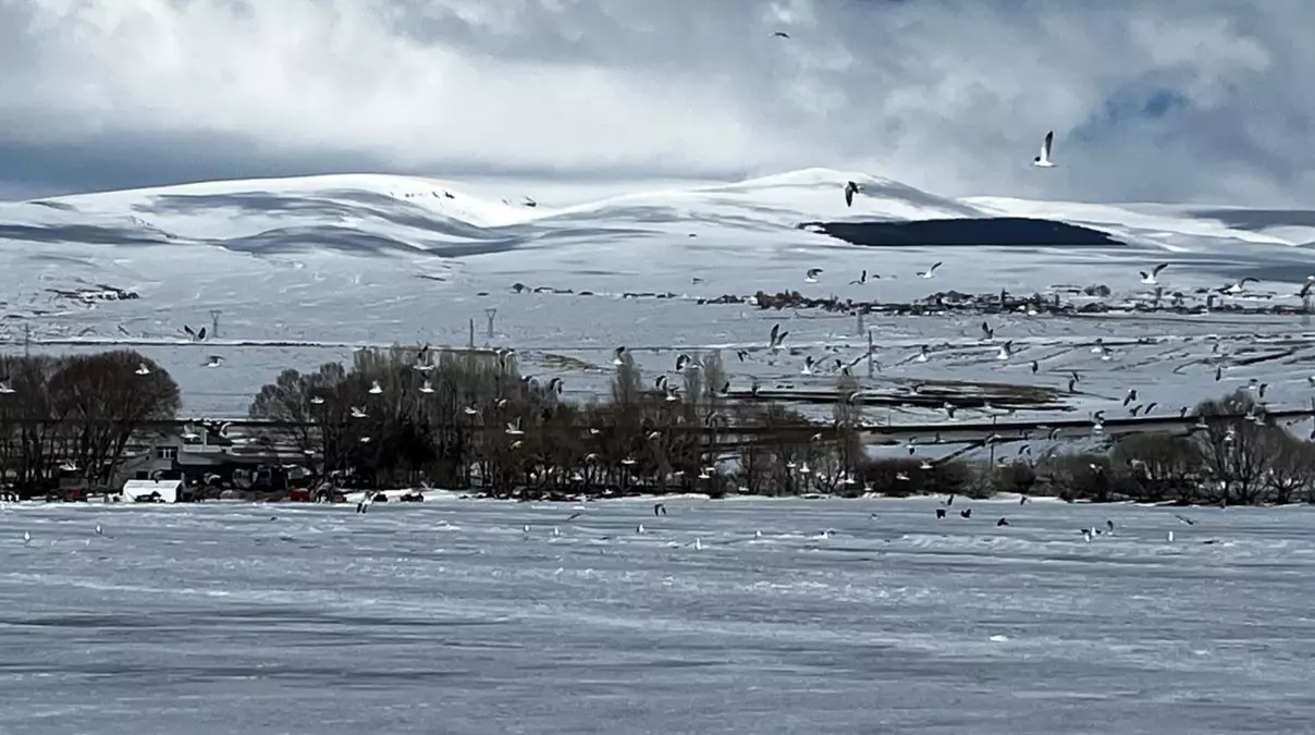 Çıldır Gölü\'nde Martılar Erken Geldi